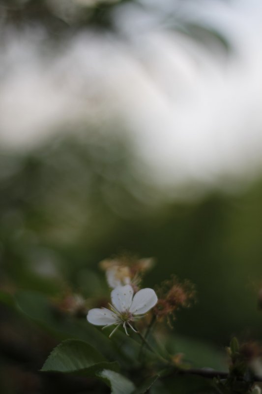 Fragile